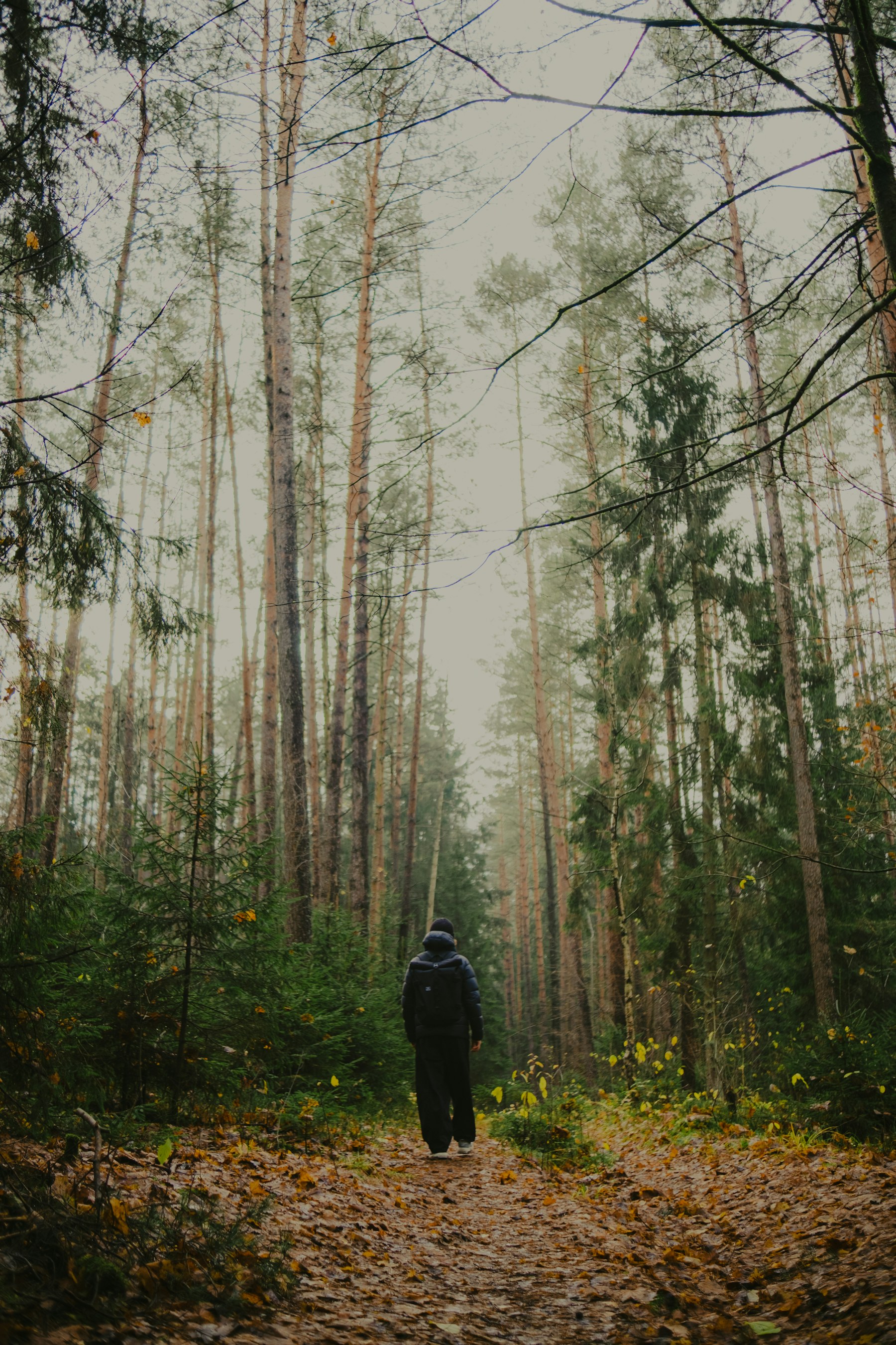 Une personne marchant sur un chemin au cœur d’une forêt