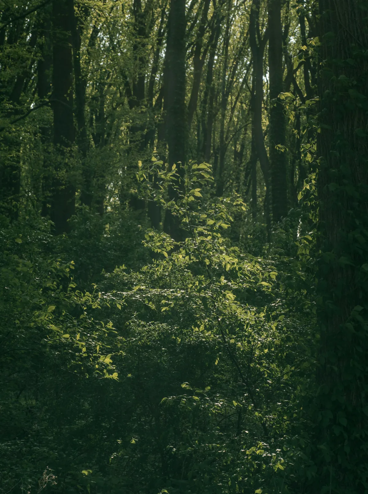 Lumière douce traversant une forêt verte